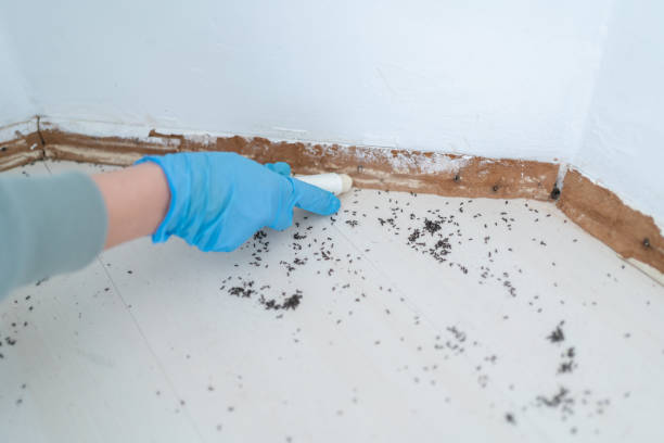 Best Flea Control Services  in Fuller Heights, FL