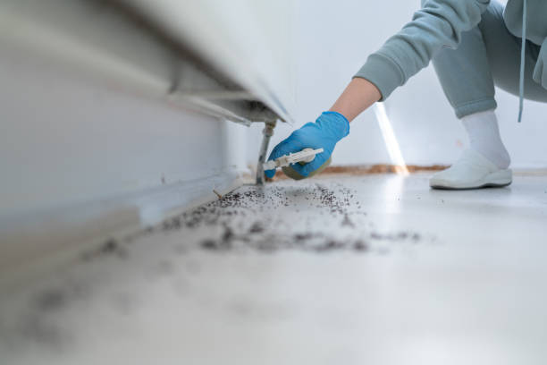 Best Termite Control Services  in Fuller Heights, FL